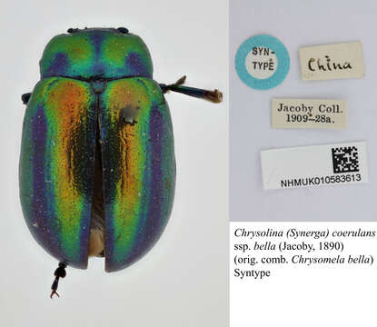 Image of Chrysolina coerulans