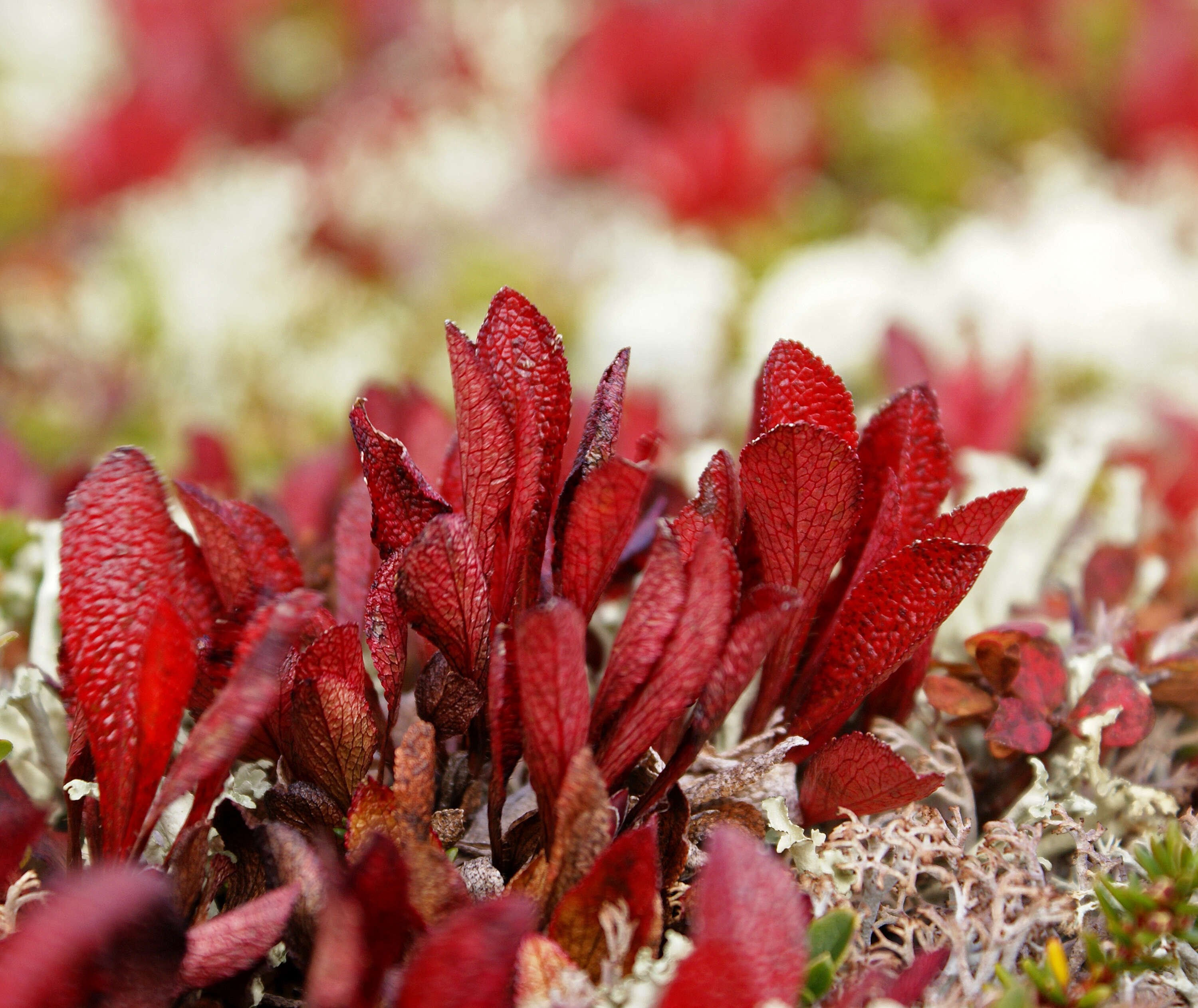 Image of Alpine bearberry