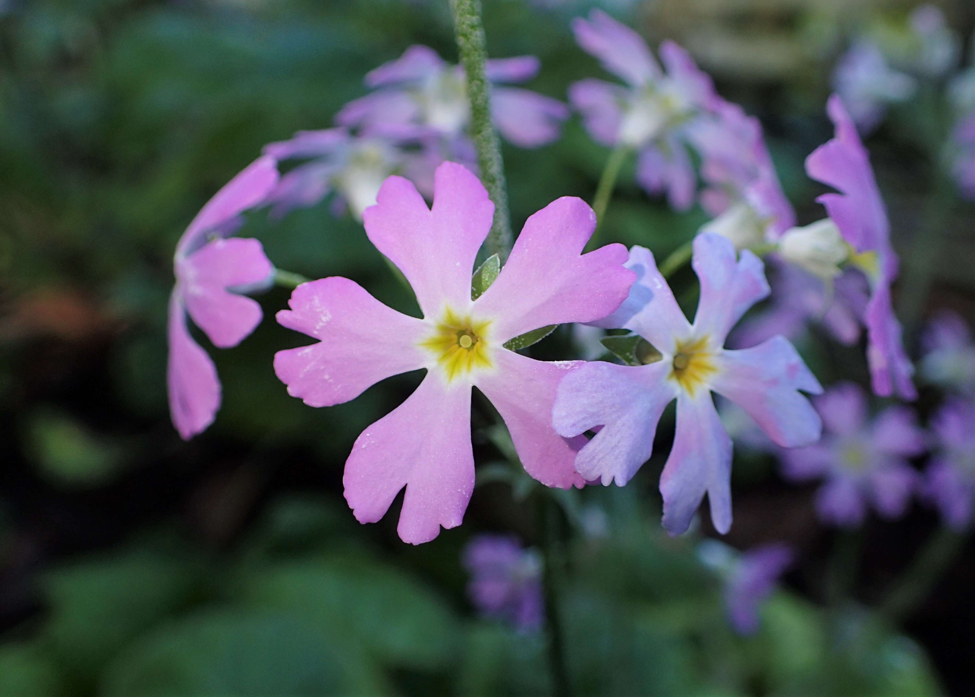 Image of Baby primula