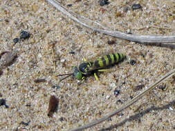 Imagem de Philanthus ventilabris Fabricius 1798