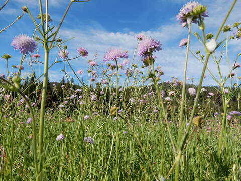 Слика од Knautia arvensis (L.) Coulter