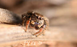 Image of paradise spiders