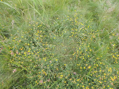 Image of Narrow-leaved Bird's-foot-trefoil