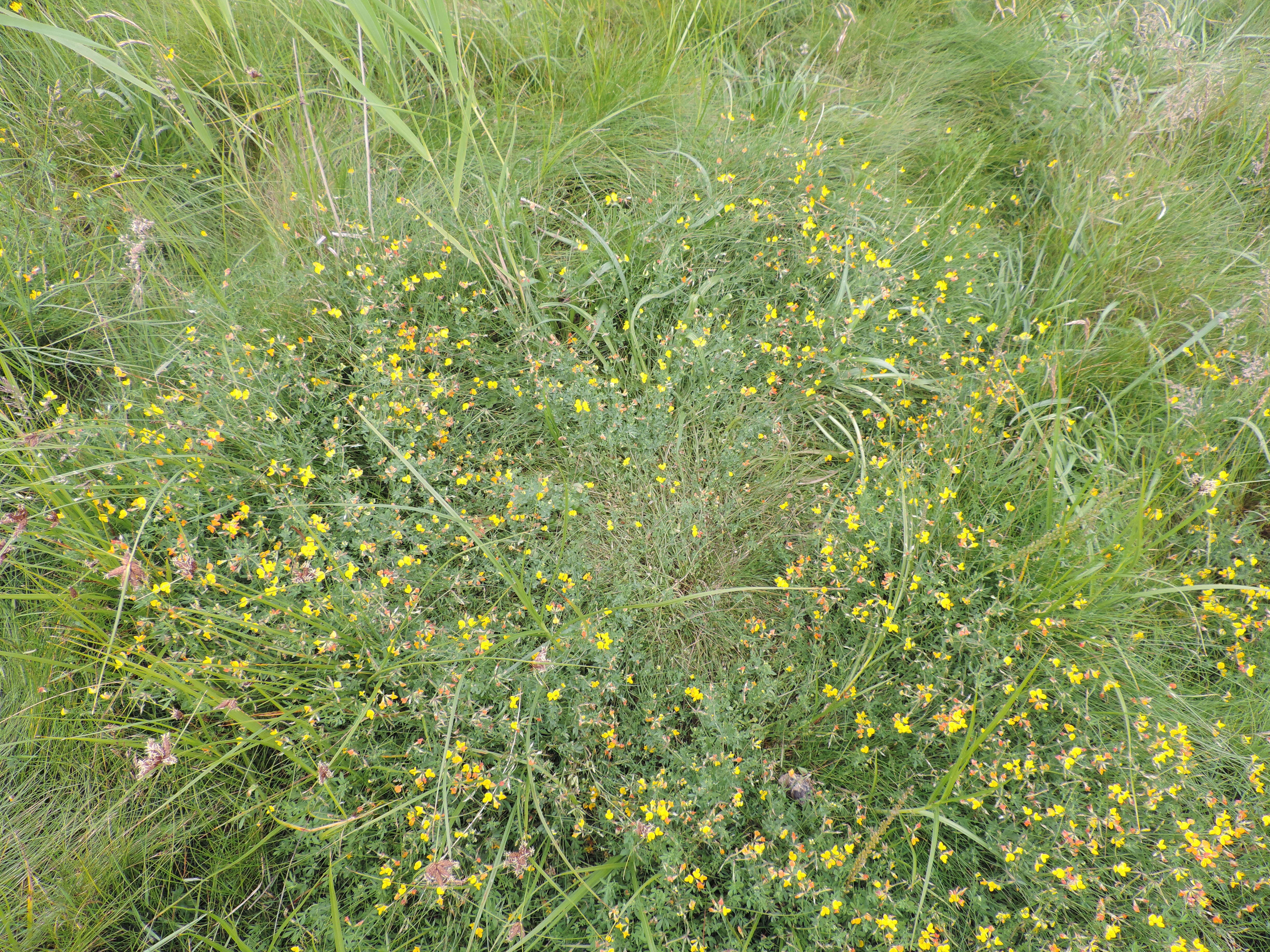 Imagem de Lotus tenuis Waldst. & Kit.