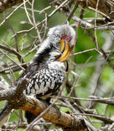 Image of Southern Yellow-billed Hornbill