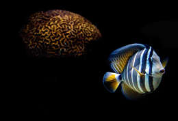 Слика од Zebrasoma veliferum (Bloch 1795)