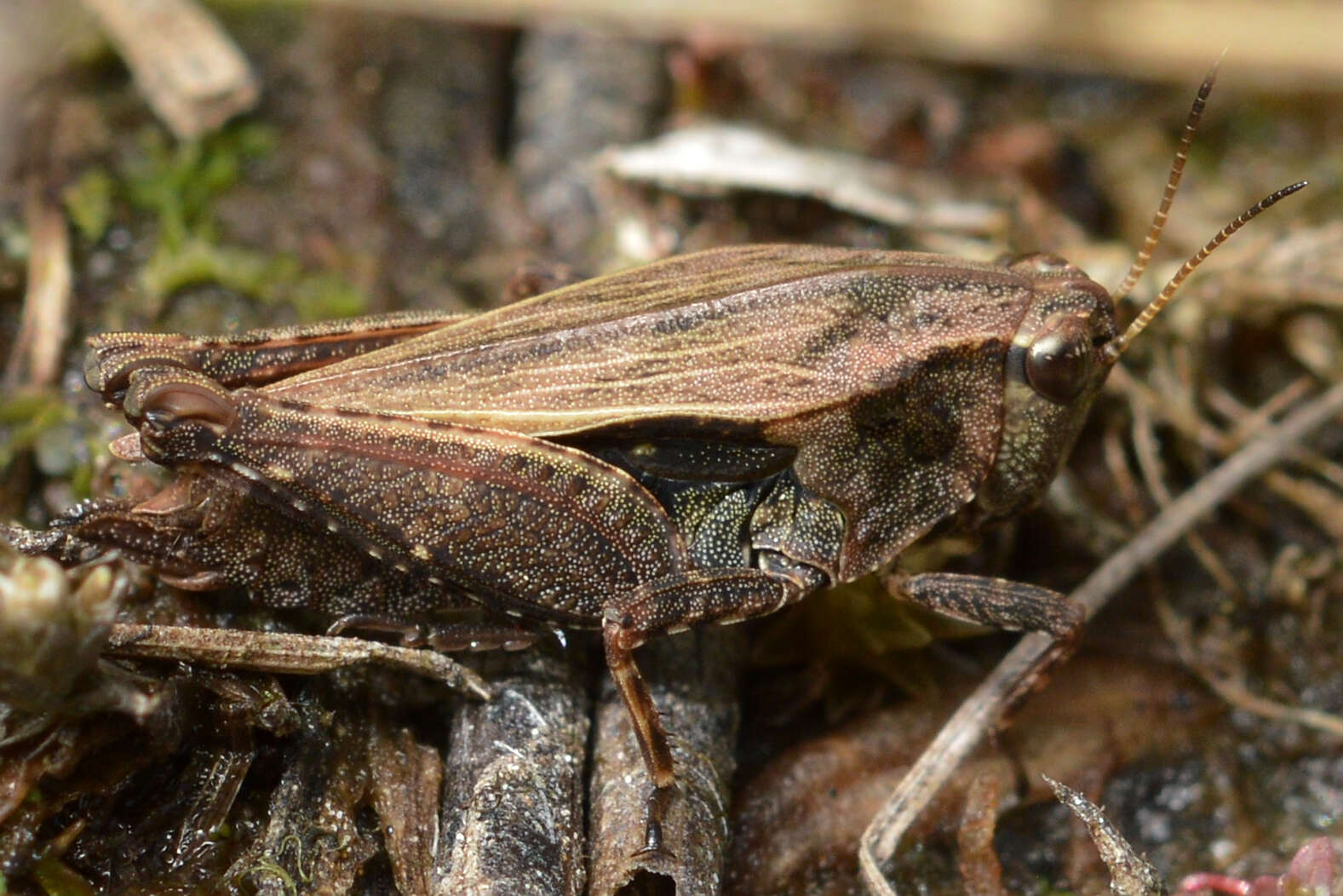 Image of Black-sided Pygmy Grasshopper