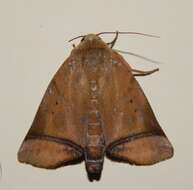 Image of Carea varipes Walker 1856