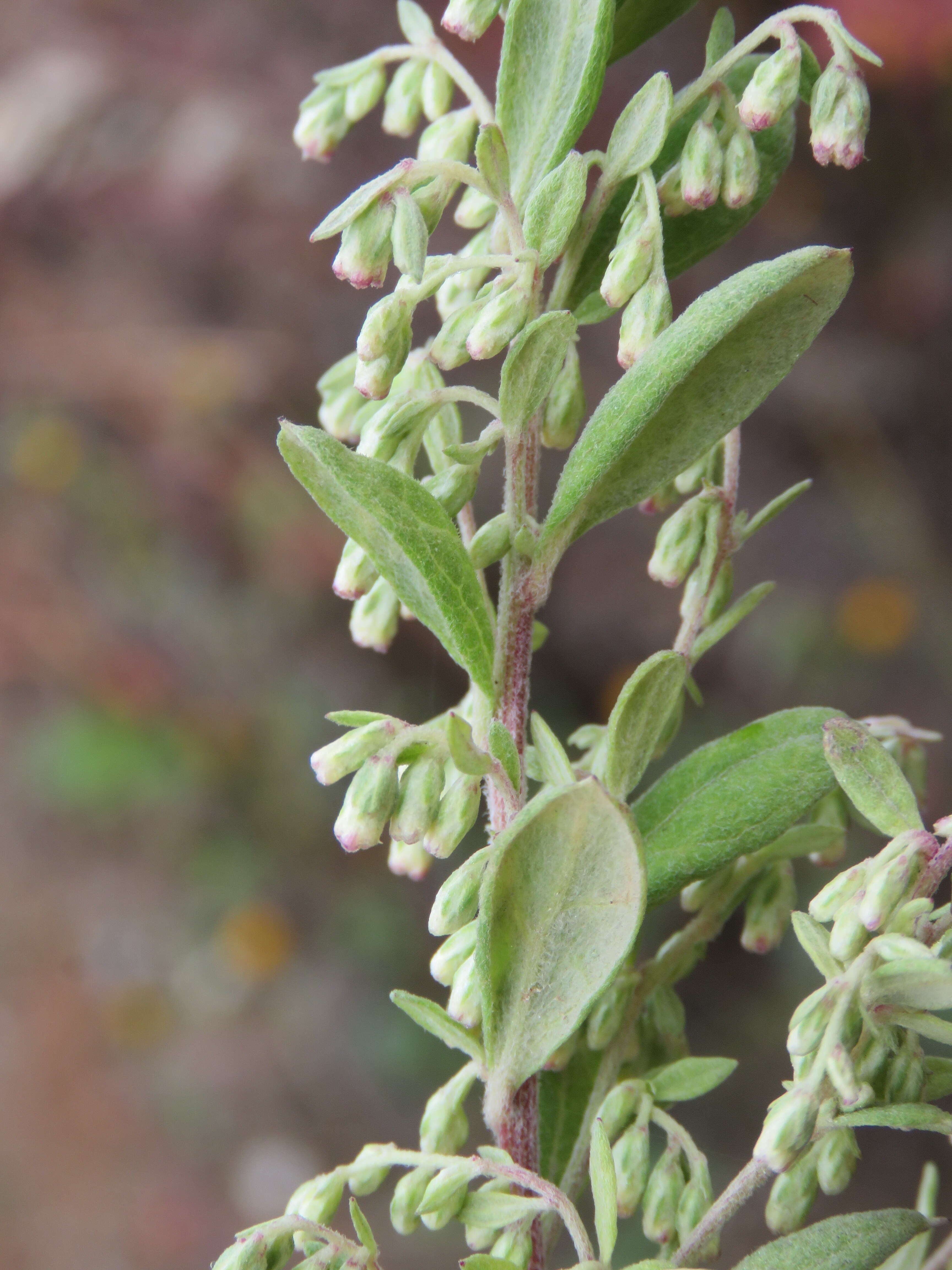 Image of common wormwood