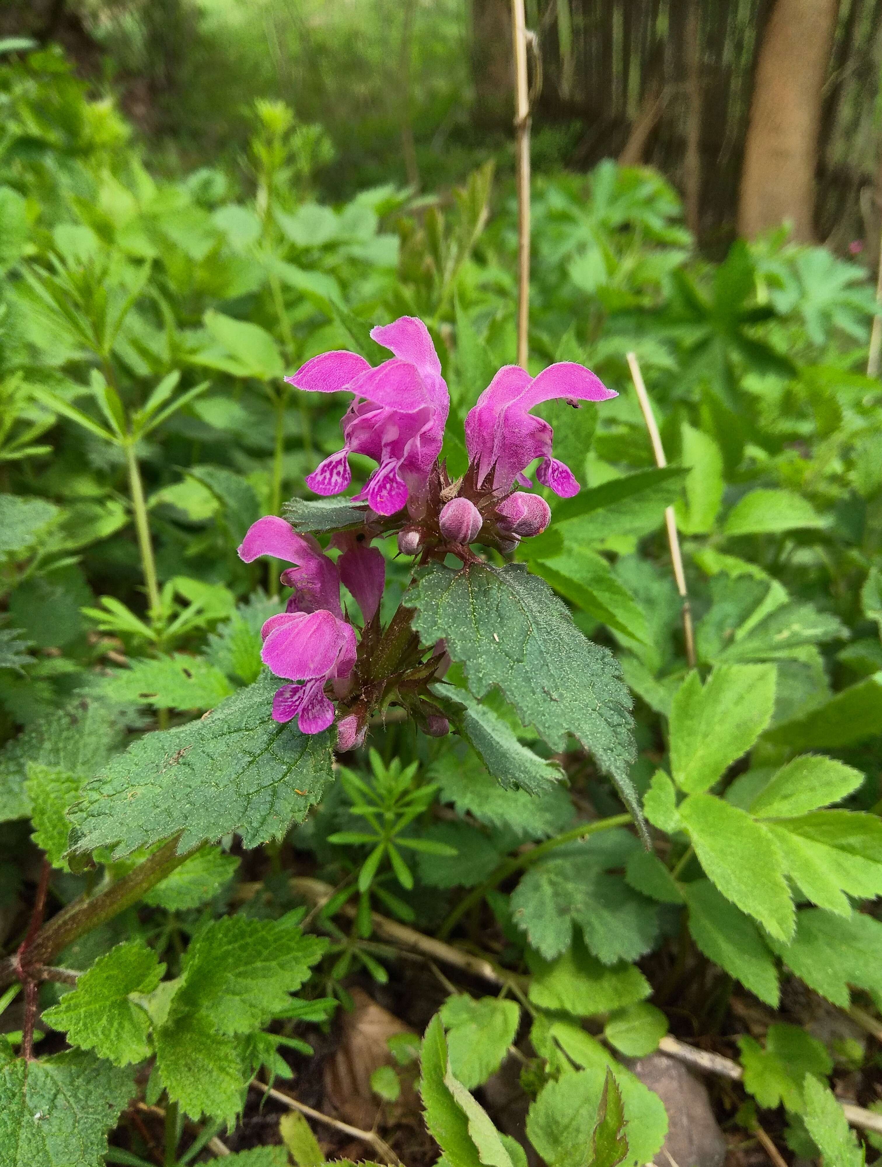 Image of spotted dead-nettle