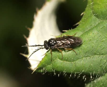 Image of <i>Cladius pectinicornis</i>