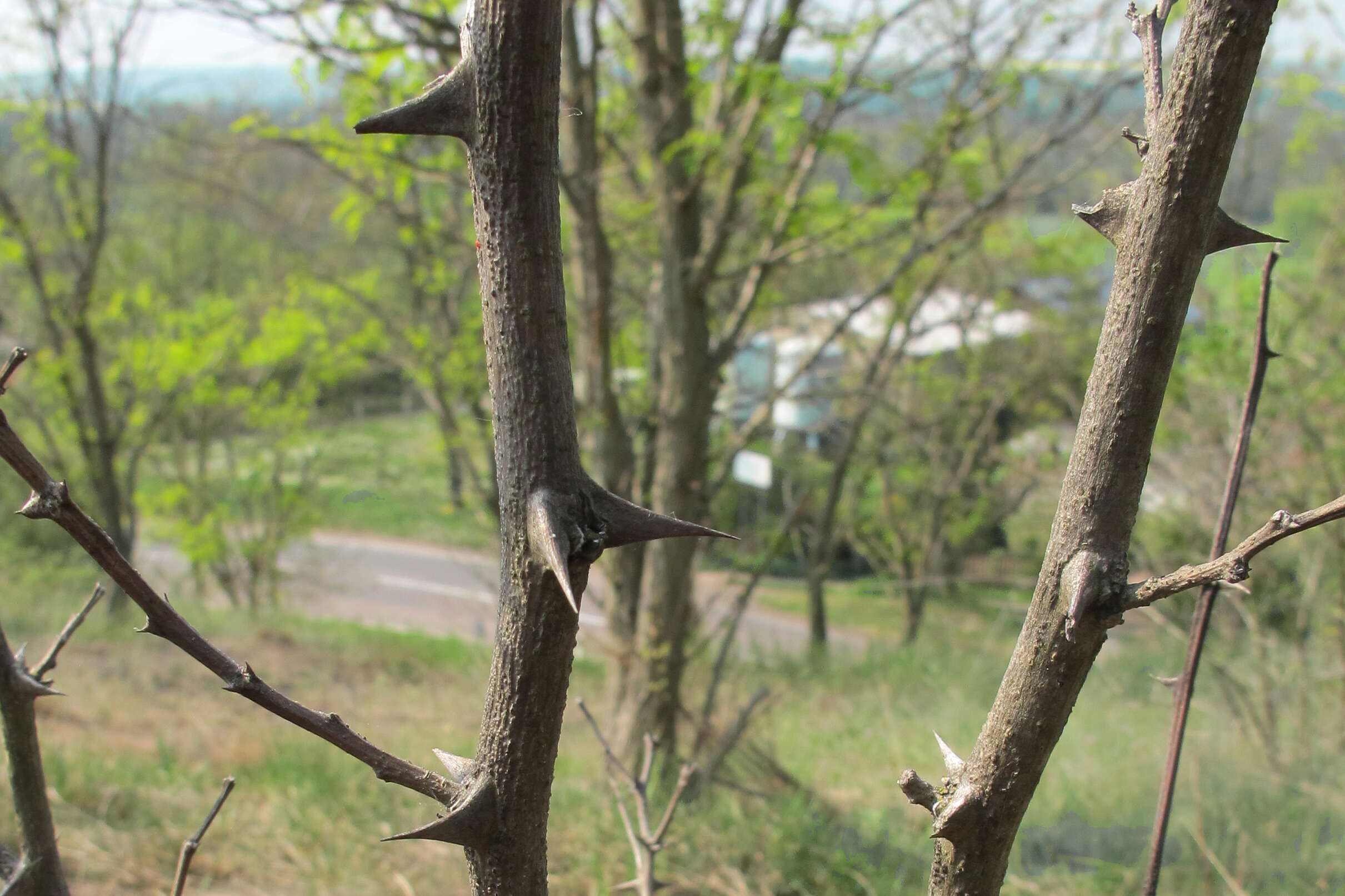 Image of black locust