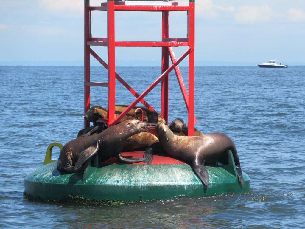 Image of northerns sea lions