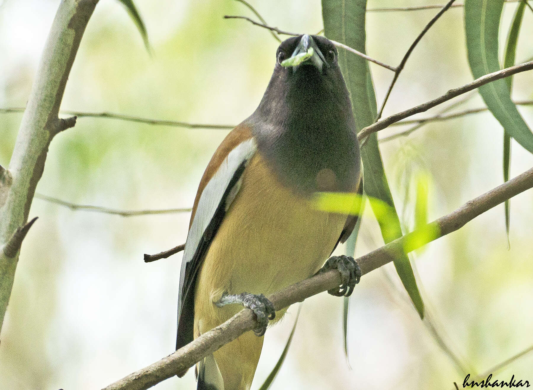 Image of Rufous Treepie