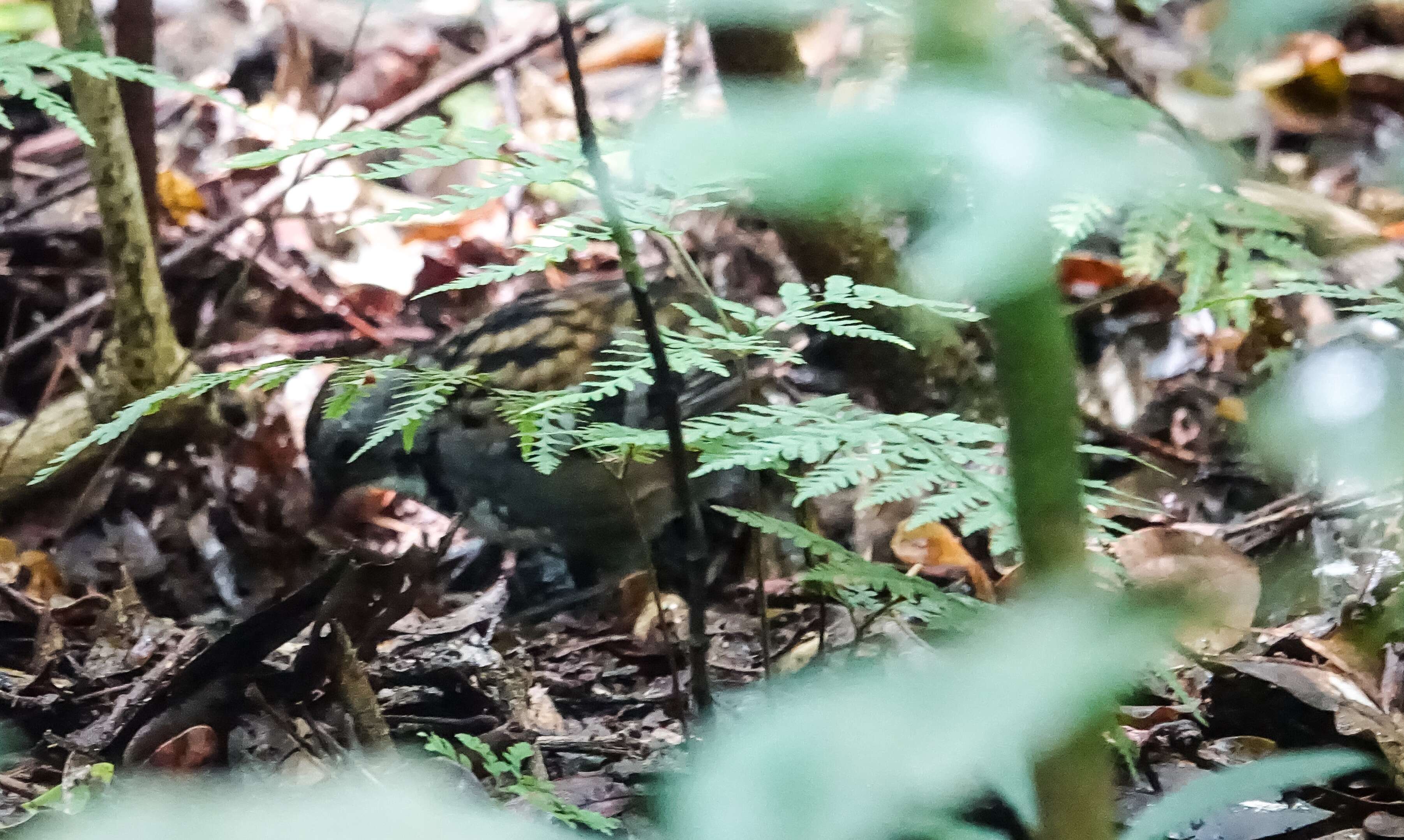 Image de Orthonychidae