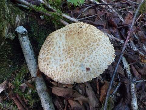 Image of Cornflower bolete