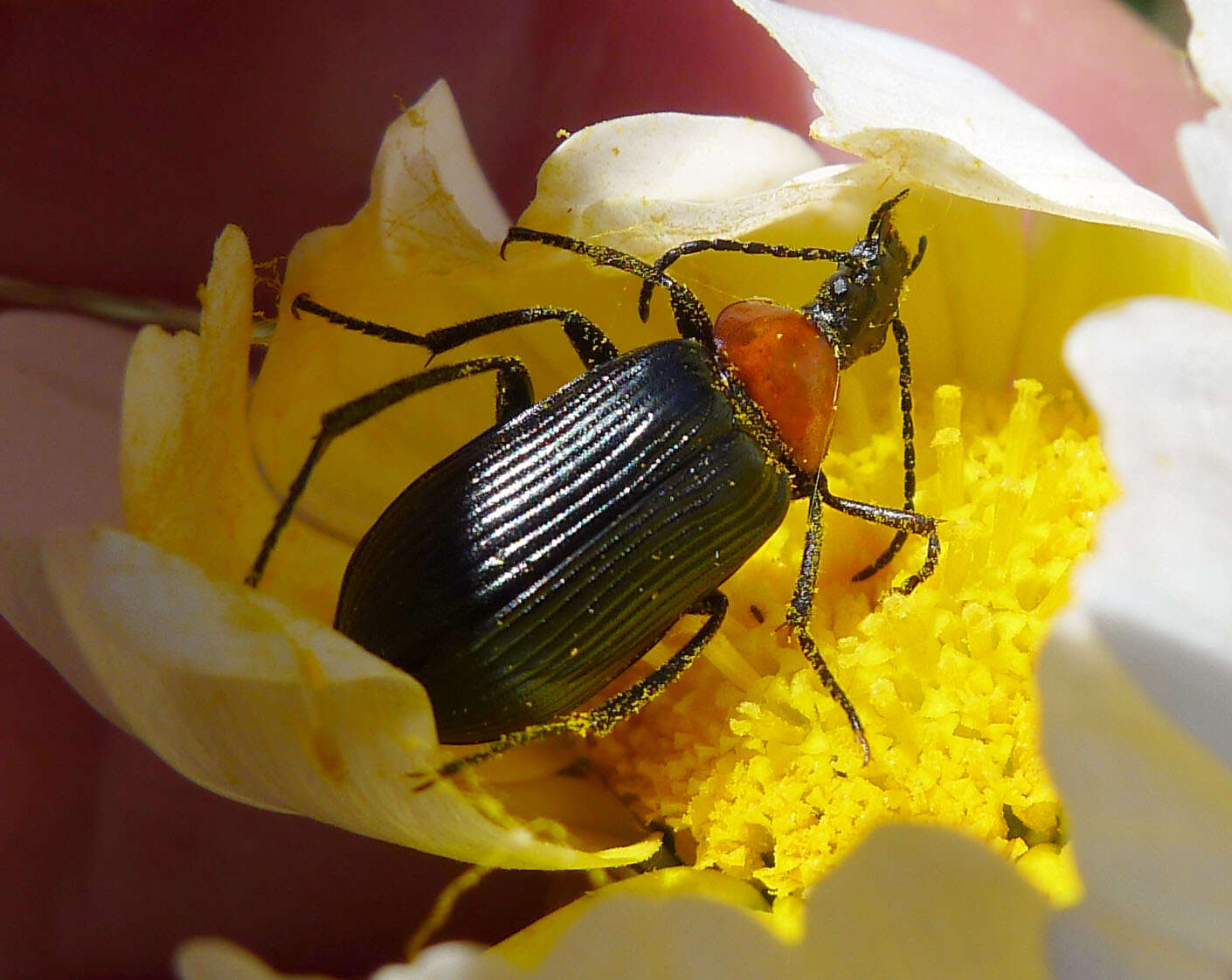 Image of Heliotaurus ruficollis