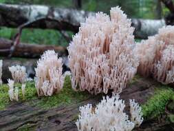 Image of Artomyces pyxidatus (Pers.) Jülich 1982