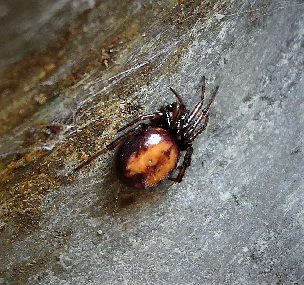 Image of Steatoda
