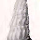 Image of Elaeocyma attalia