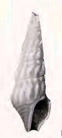 Image of Elaeocyma Dall 1918