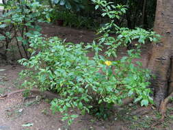 Imagem de Crossandra infundibuliformis (L.) Nees