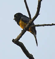 Imagem de Trogon caligatus Gould 1838