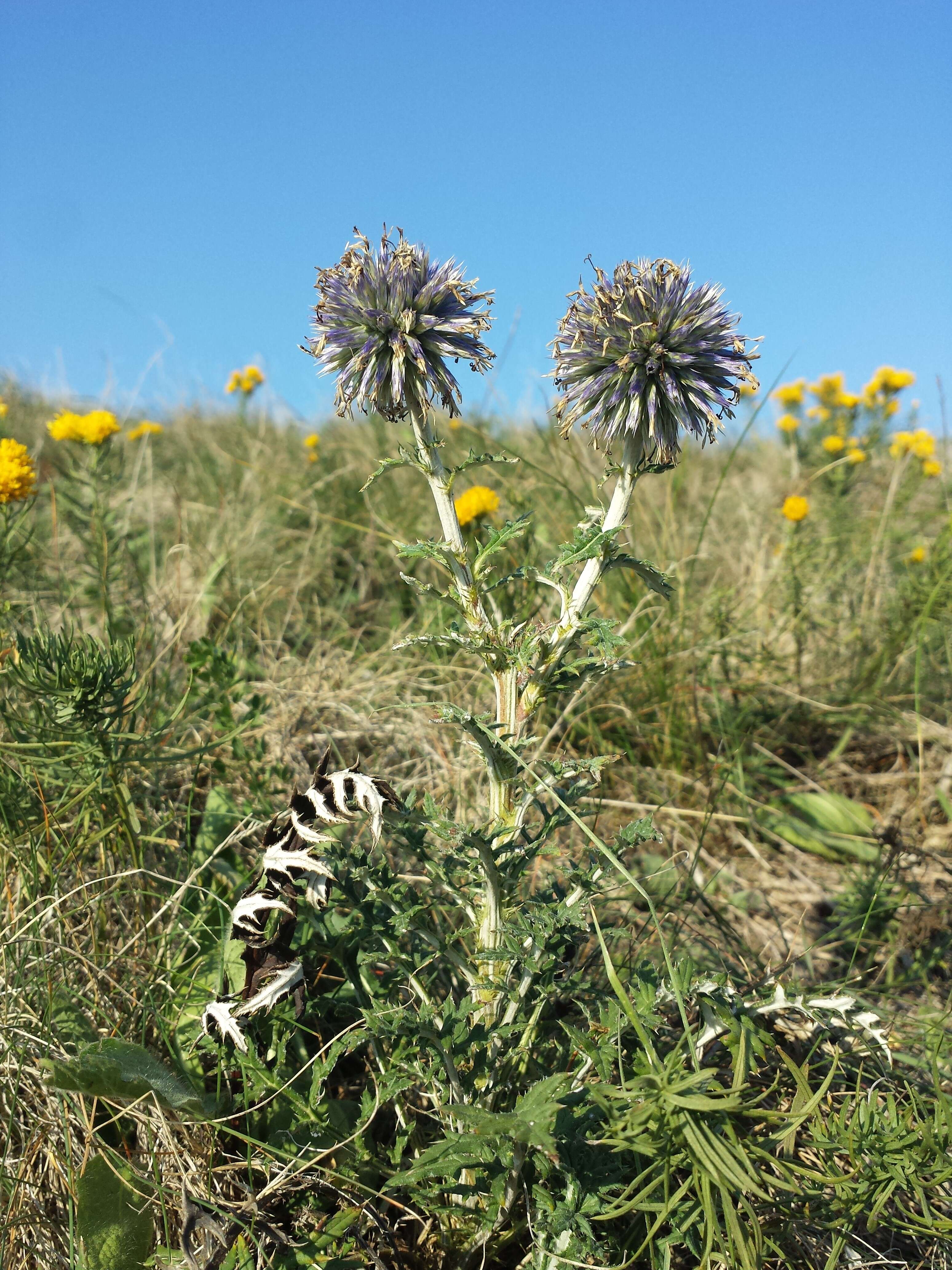 Image of southern globethistle