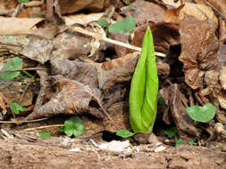 Image of Clumpfoot Cabbage