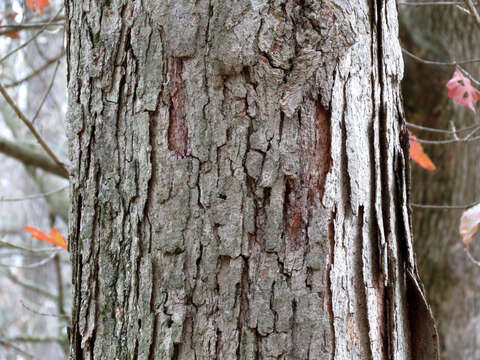 Image of Basket Oak