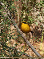 Image of Golden Bush Robin
