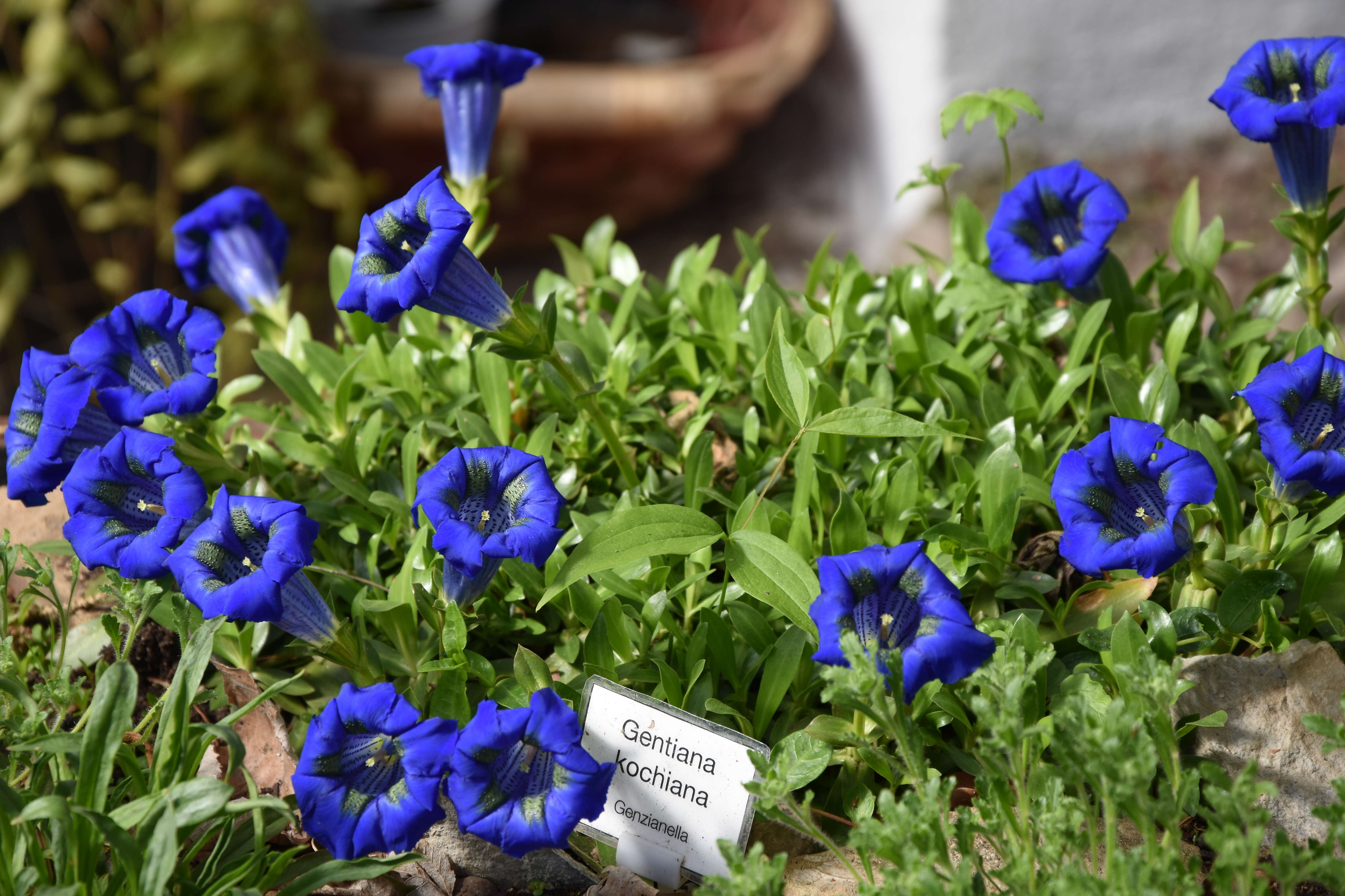 Image of Stemless Gentian