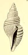 Imagem de Phymorhynchus cingulatus (Dall 1890)