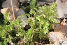 Image of Electrified Cat's Tail Moss