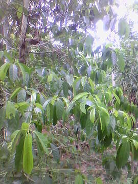 Image de Capparis sepiaria L.