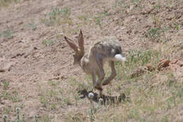 Image of Tolai Hare