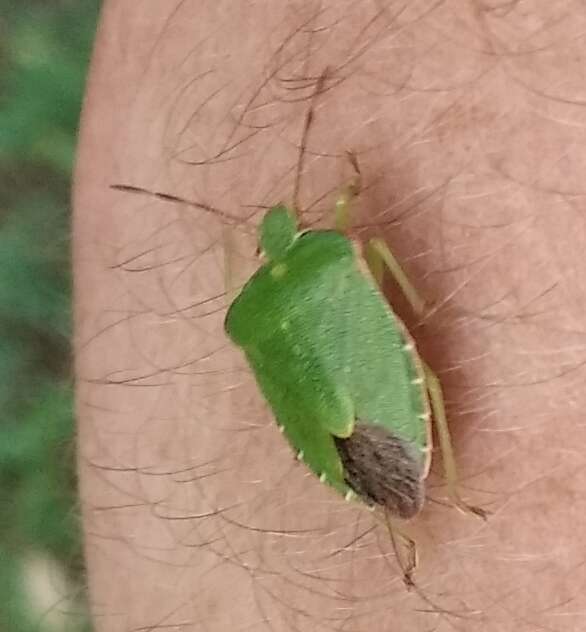 Image of Green shield bug