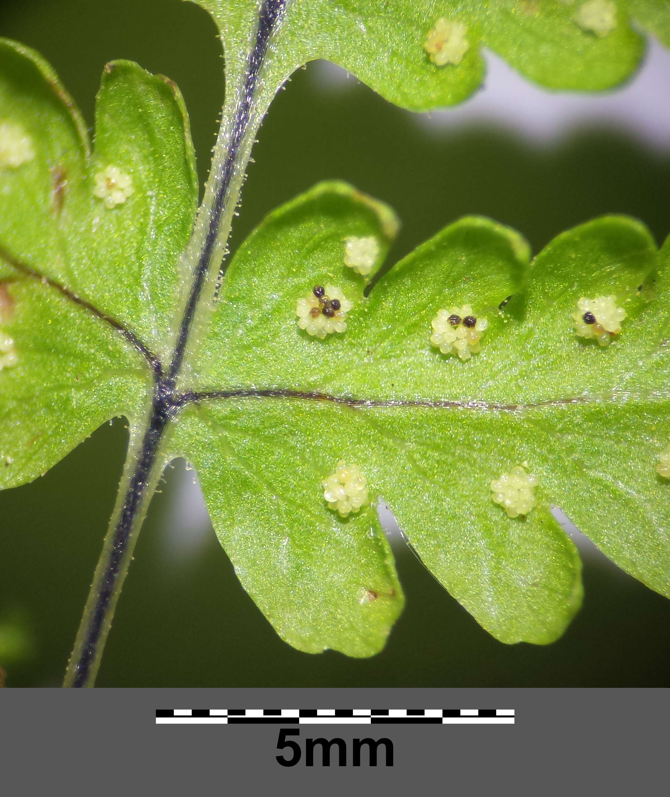 Слика од Gymnocarpium robertianum (Hoffm.) Newman