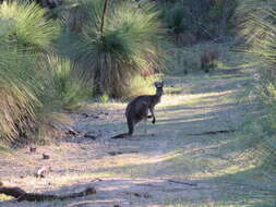 Macropus fuliginosus (Desmarest 1817) resmi