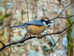 Image of Black-throated Bushtit