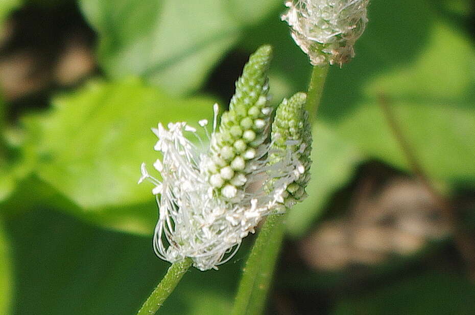 Image of Hoary Plantain