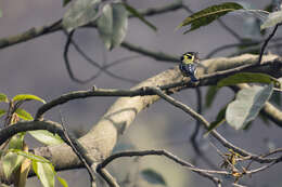 Image of Black-lored Tit