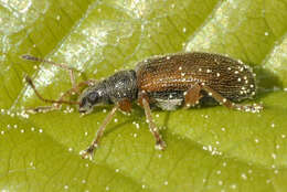 Image of Brown Leaf Weevil