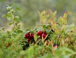 Image of lingonberry