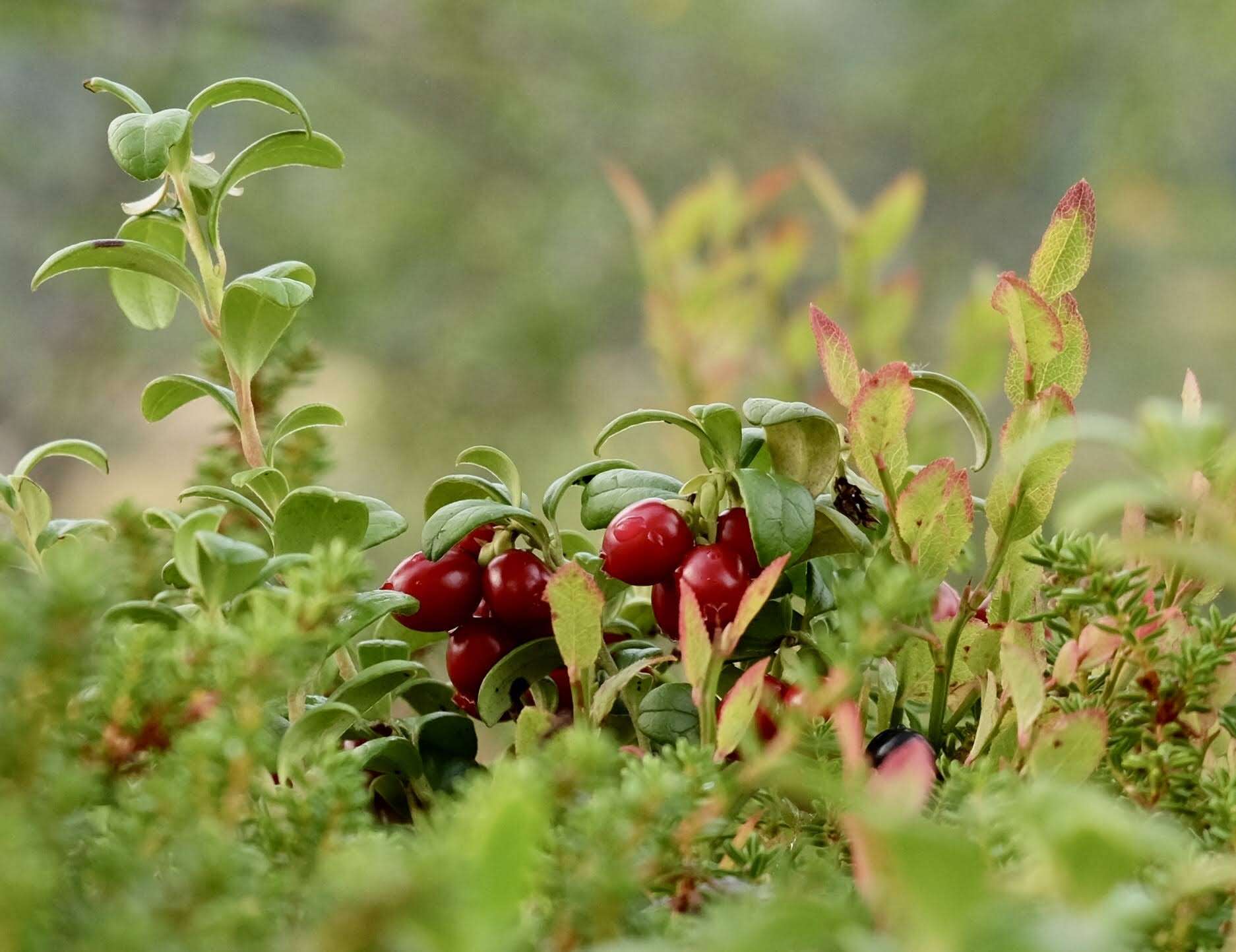 Image of lingonberry