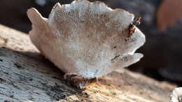 Image of Turkey Tail