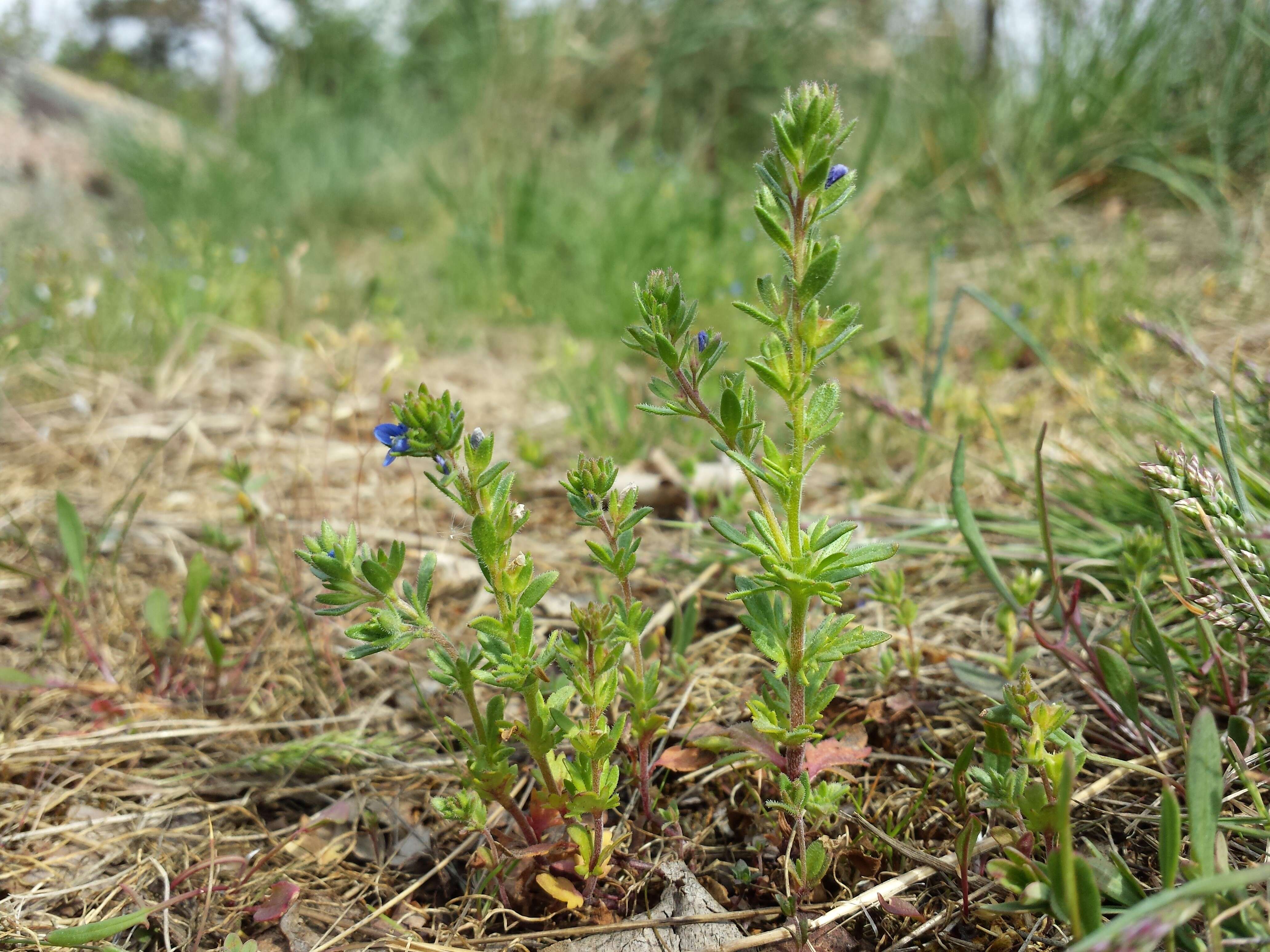 Image of Dillenius' speedwell