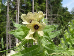 Image of black henbane