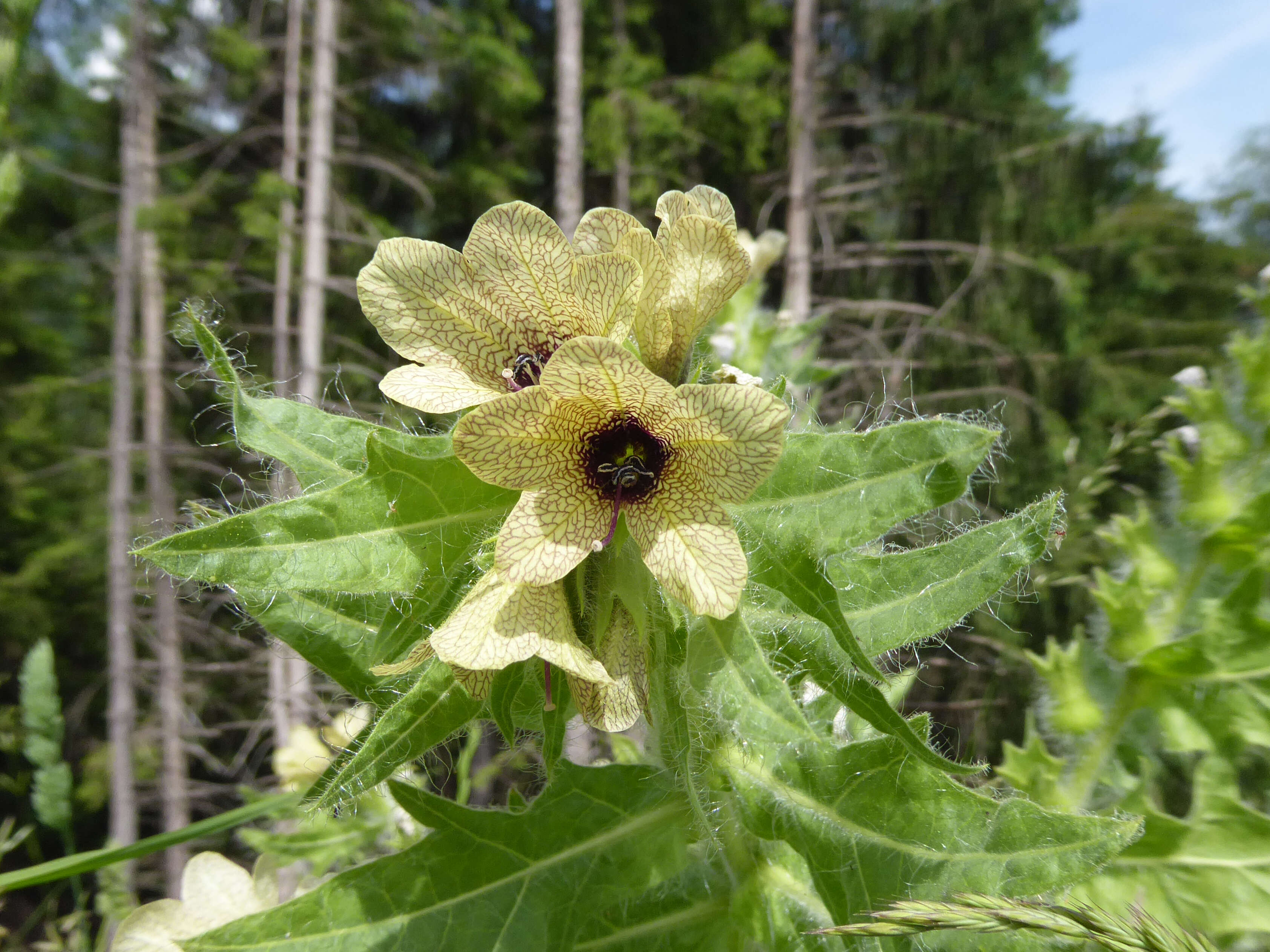 Image of black henbane