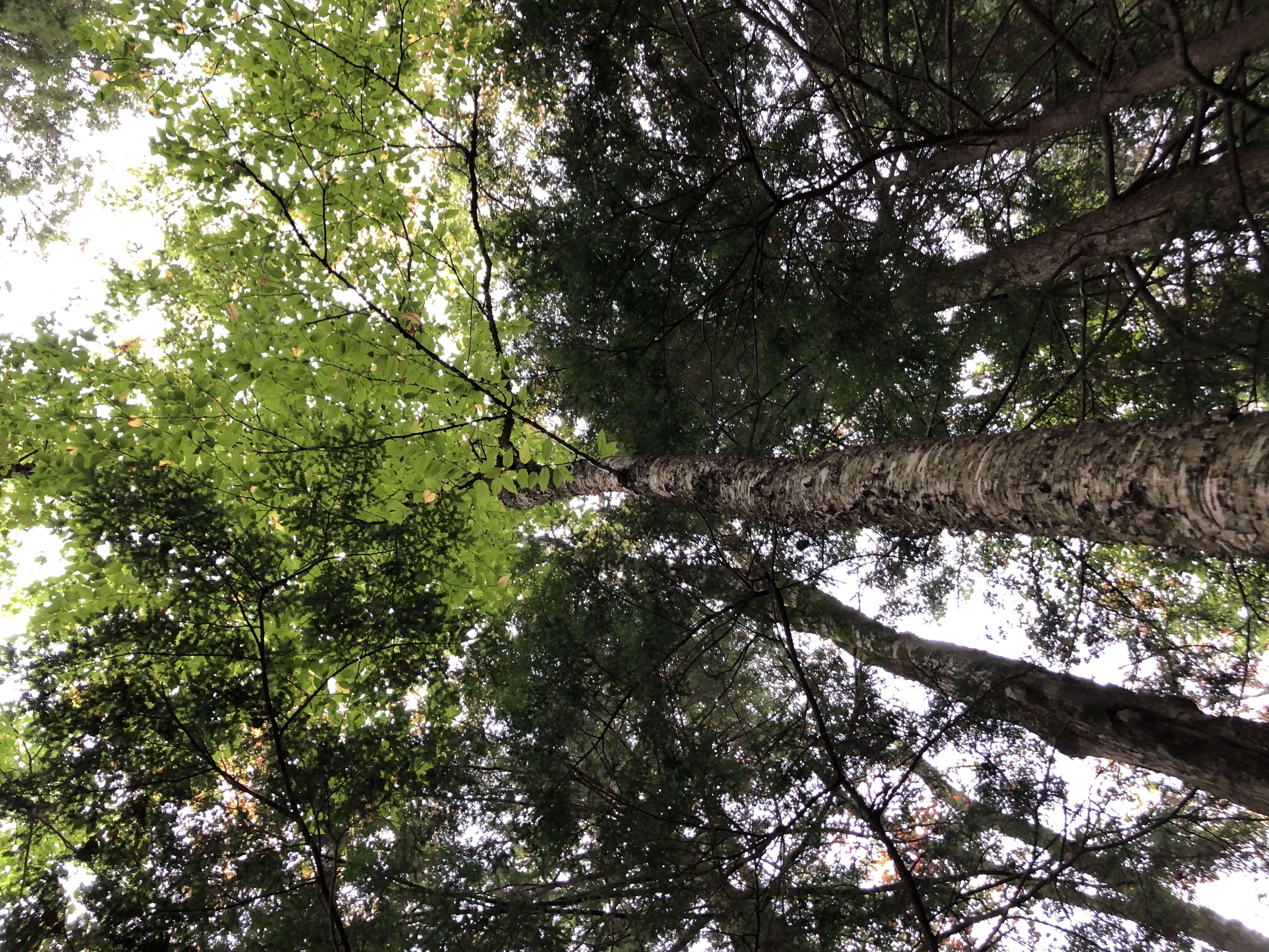 Image of Gray birch